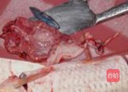 干炸鱼肠的做法图解1