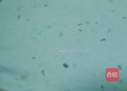 速成菠萝派的做法图解1