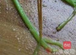 橄榄油姜汁焗鲈鱼卷的做法图解7