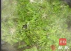 猪肉荠菜饺子的做法图解4