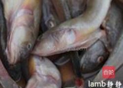 面糊炸狗杠鱼的做法图解1