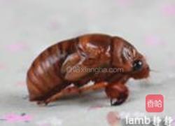 爆炒金蝉的做法图解1