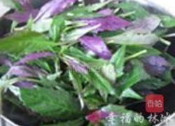 素炒紫背天葵的做法图解4