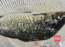 野生鲫鱼汤的做法图解2
