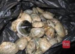 辣辣椒炒蛤的做法图解1