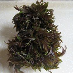 香椿保存法的做法[图]