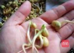 自发黄豆芽的做法图解11