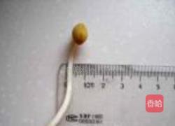 自发黄豆芽的做法图解16