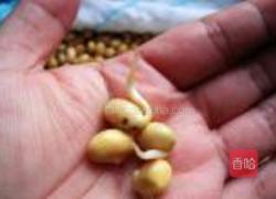 自发黄豆芽的做法图解9