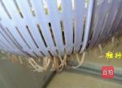 自发绿豆芽的做法图解6