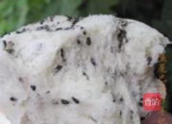 黑芝麻馒头的做法图解24