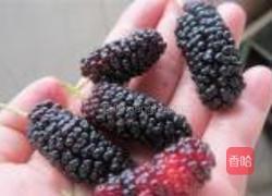 桑果酸奶饮的做法图解2