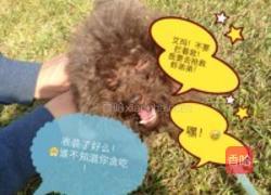 油爆小河虾的做法图解2