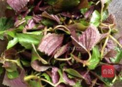 紫苏西红柿的做法图解3