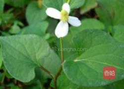 鱼腥草的做法图解1