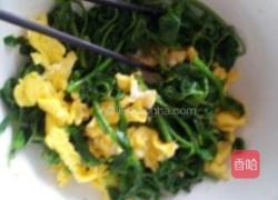 凉拌刺五加的做法图解5