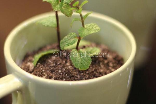 盆栽奶茶
