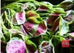 苋菜鲜蘑的做法图解5