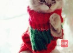 霸王花乌鸡汤的做法图解2