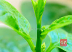 木耳菜蛋花汤的做法图解4