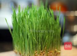 小麦草杨桃汁的做法图解4