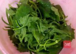 小炒南瓜叶的做法图解1