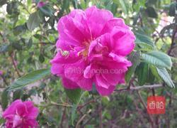 自制玫瑰酱的做法图解1