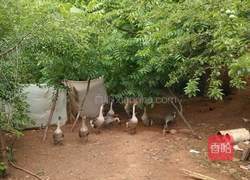 农家黄焖鹅的做法图解1