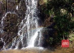 粉丝青菜的做法图解1