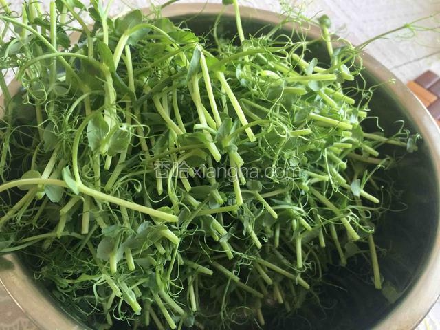 豌豆苗摘下尖部大约10厘米长；