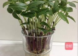 绿豆芽苗菜的做法图解6