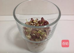 绿豆芽苗菜的做法图解5