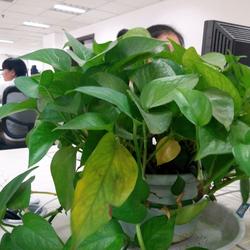 胡椒咖喱汤一号的做法[图]
