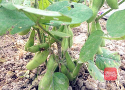 卤毛豆的做法图解11