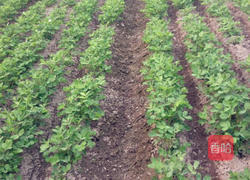 卤毛豆的做法图解13