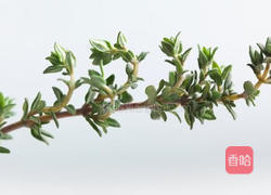 香草烤全鸡的做法图解8