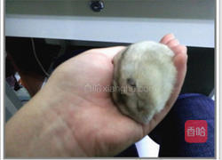 南瓜浓汤的做法图解5