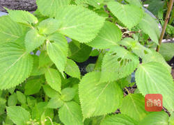 素料理紫苏炒饭的做法图解1