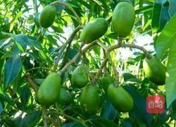 甘梅无子橄榄的做法图解1