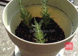 再生野菜面包的做法图解2