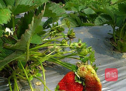 崎顶无毒草莓果酱的做法图解4