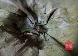 荷叶糯米螃蟹的做法图解7