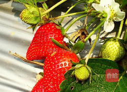 崎顶无毒草莓果酱的做法图解1