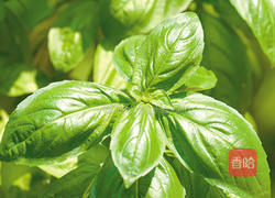 茶油拌饭的做法图解3