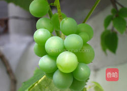 白葡萄酒的做法图解2