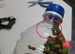 豆芽教的做法图解4