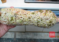 豆芽教的做法图解10