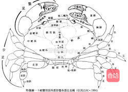 清蒸花蟹的做法图解3