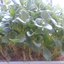 肉炒蚕豆苗的做法[图]