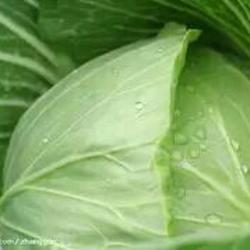凉拌包菜丝的做法[图]